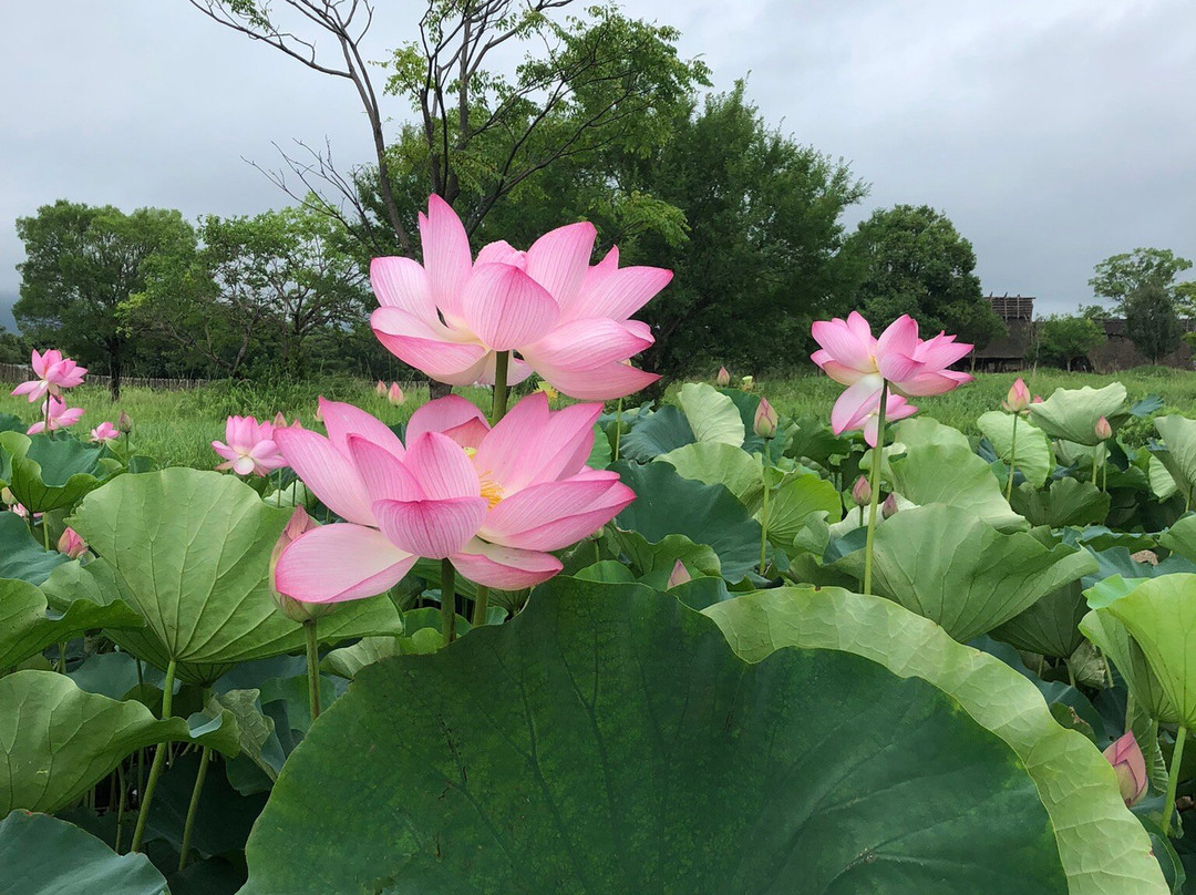 Yoshinogari Historical Park-吉野里町必去景点