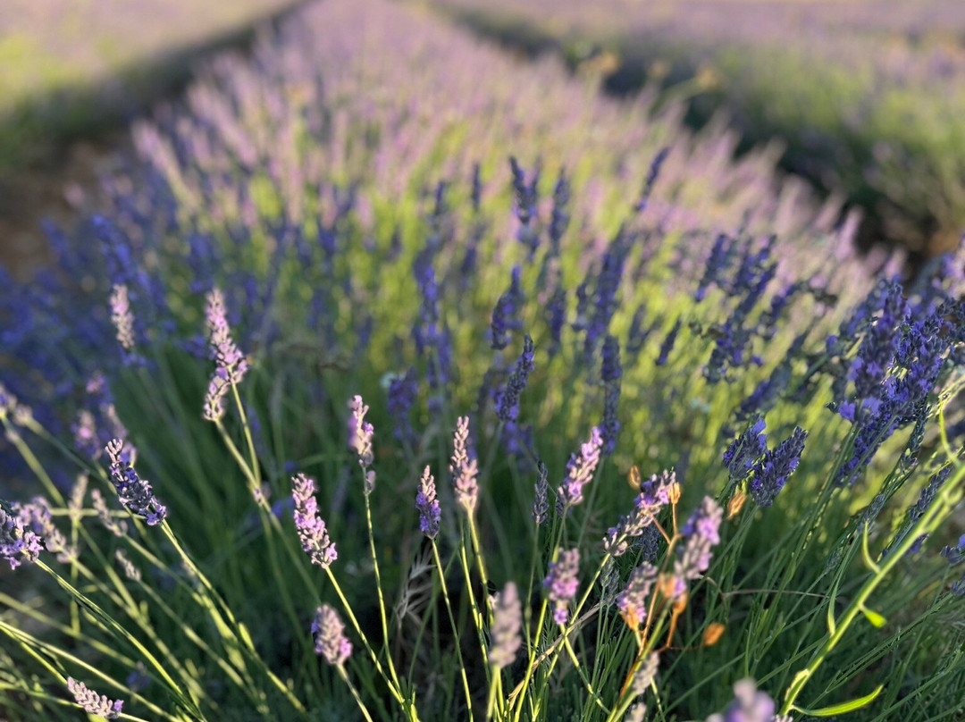 Hostal Restaurante Villa de Brihuega主图