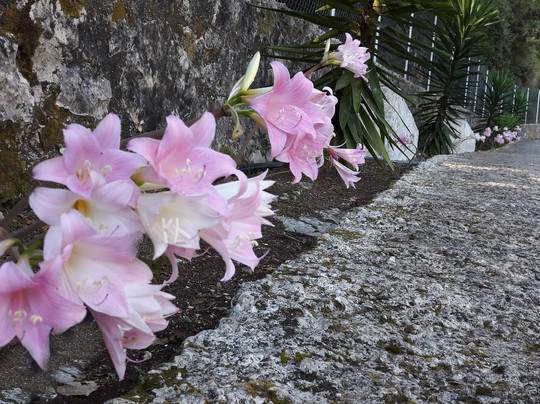 Kaminakia Apartments主图