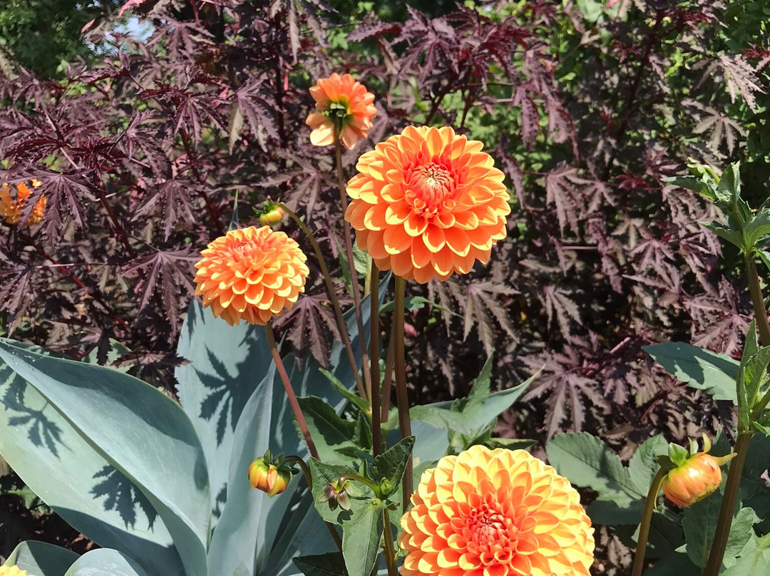 Green Bay Botanical Garden景点图片