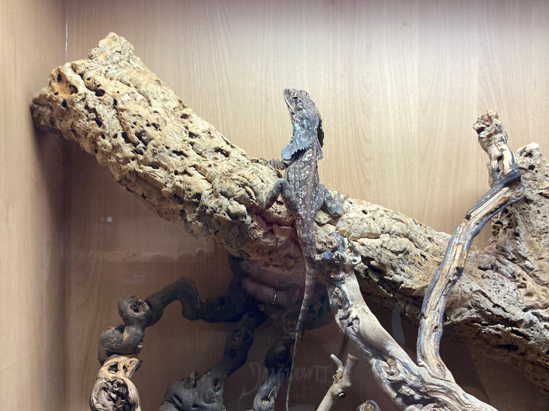 Isle of Wight Reptilarium-雅茅斯必去景点