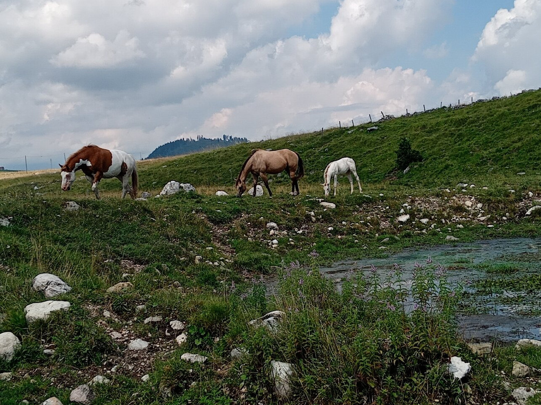Piana di Marcesina景点图片