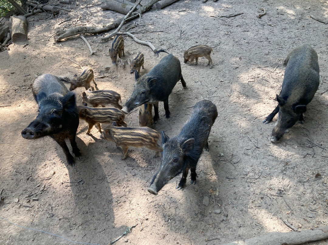 Les Sangliers de Mortemart景点图片