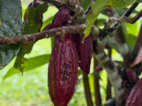 Plate Transfer and Tour-利比里亚必去景点