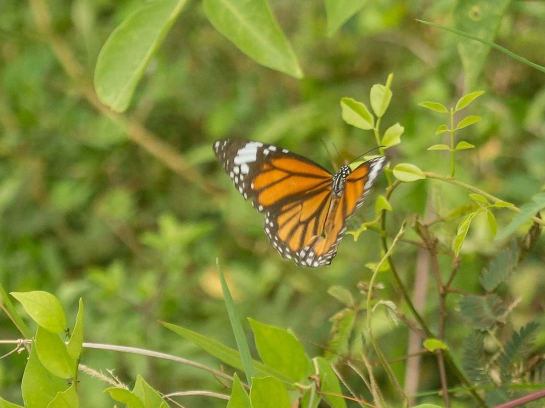 Anawilundawa Wetland Sanctuary-Chilaw必去景点