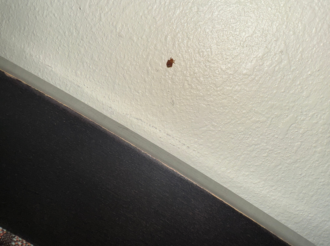 Americinn by Wyndham Maquoketa主图