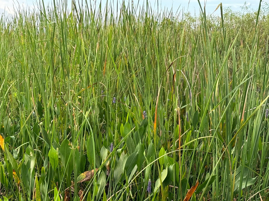 Mack's Fish Camp - Tours-海厄利亚必去景点