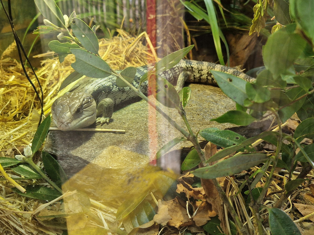 Brooklands Zoo-新普利默斯必去景点
