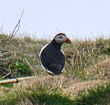 Icelandic Taxi Tours-雷克雅未克必去景点