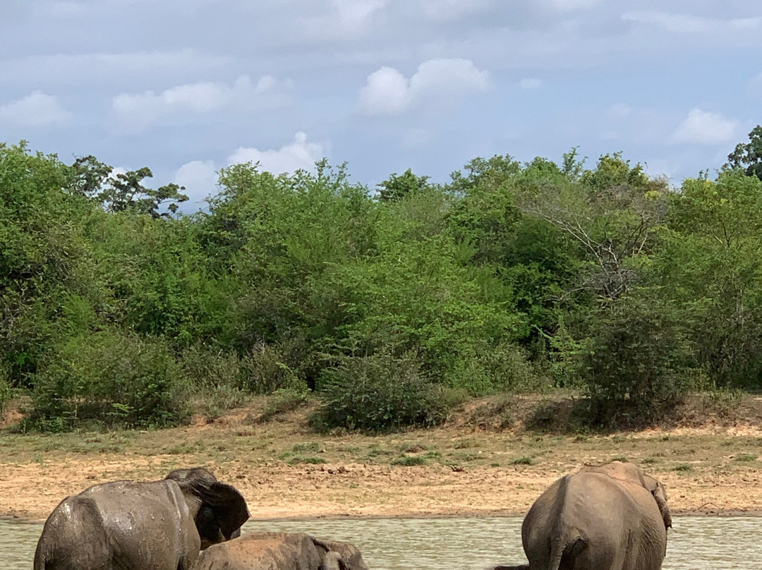 Udawalawa Wild Way Safari Tours-Kirindiwela必去景点