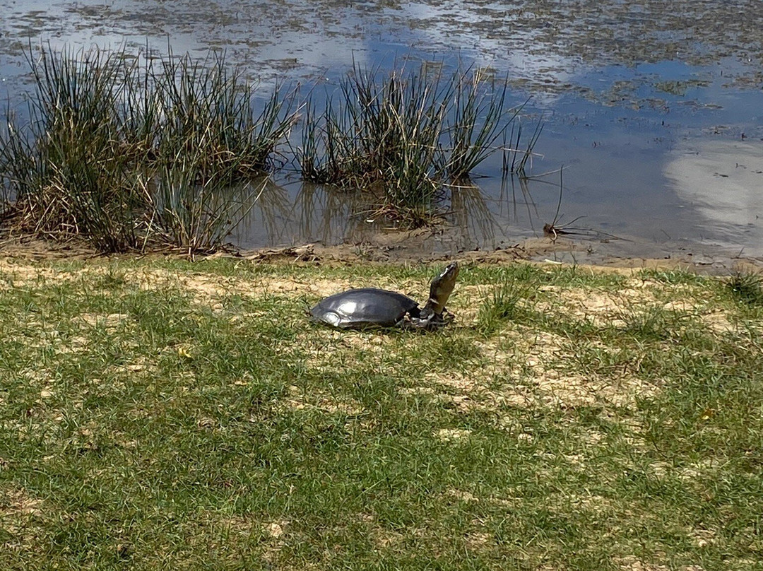 Wilpattu Megha Safari-阿努拉德普勒圣城必去景点