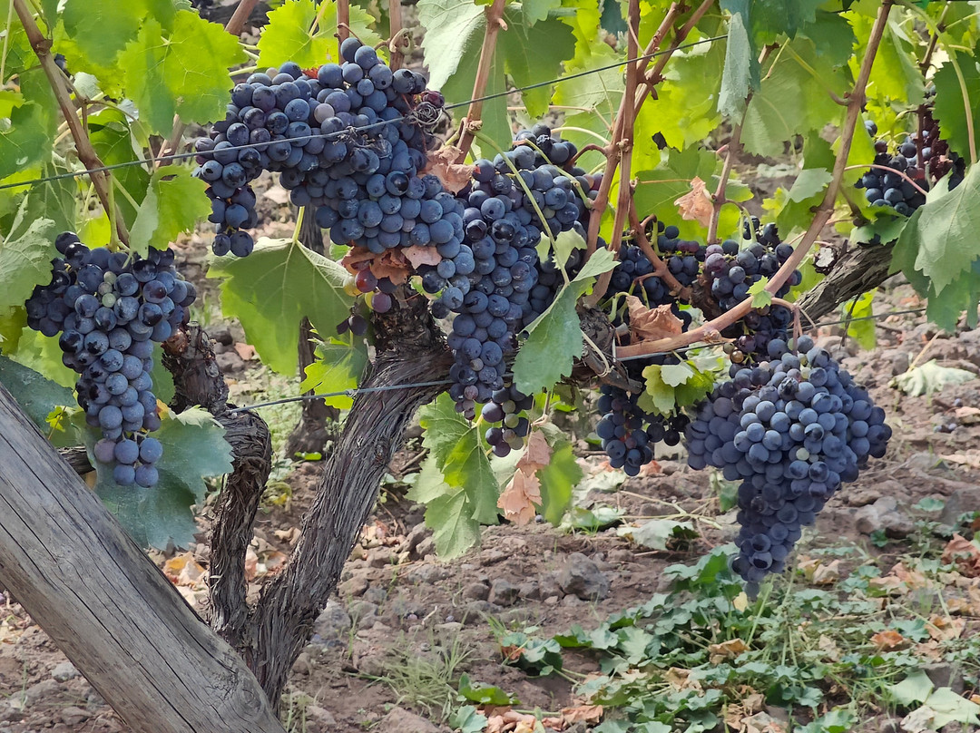 Planeta Winery景点图片