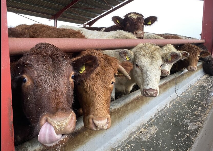 Bairnkine Farm Tours-Jedburgh必去景点