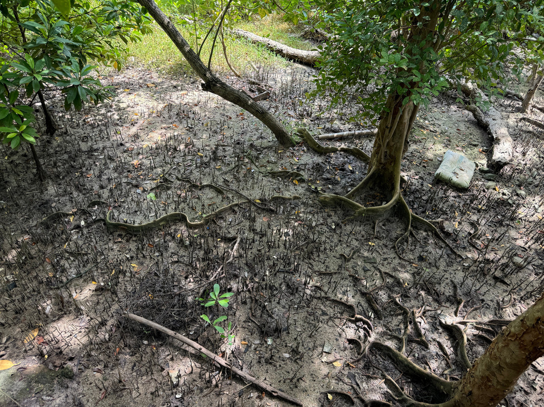 Mangrove Forest Learning Center-罗勇必去景点