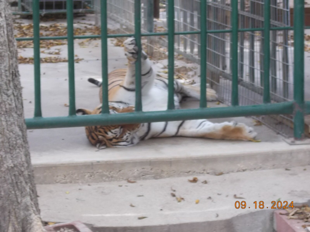 Cedar Cove Feline Conservatory & Education Center-Louisburg必去景点