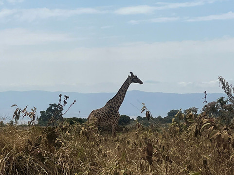 Wild Kings Africa-莫西必去景点