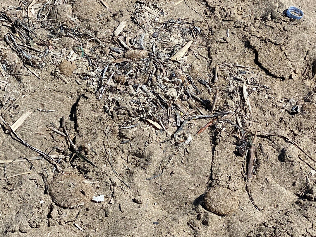 Playa de l'Ampolla景点图片