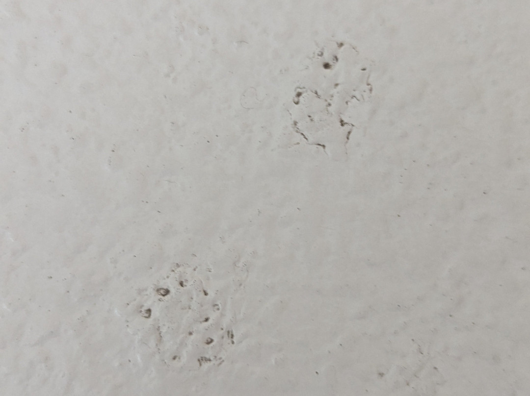 Best Western Crown Inn & Suites主图