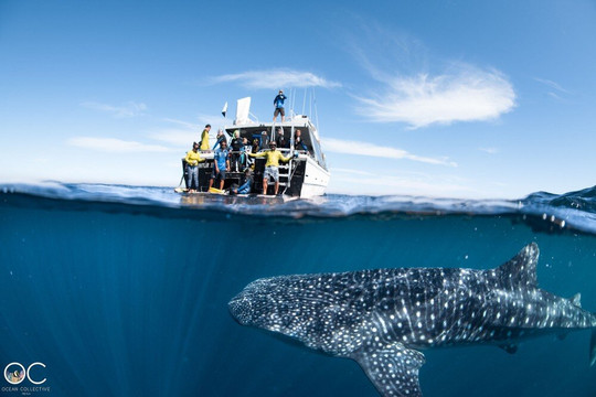 Ningaloo Reef Whale Sharks