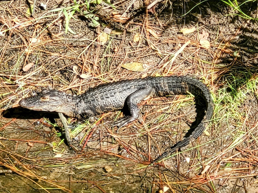 Jekyll Island Trail System-吉柯岛必去景点