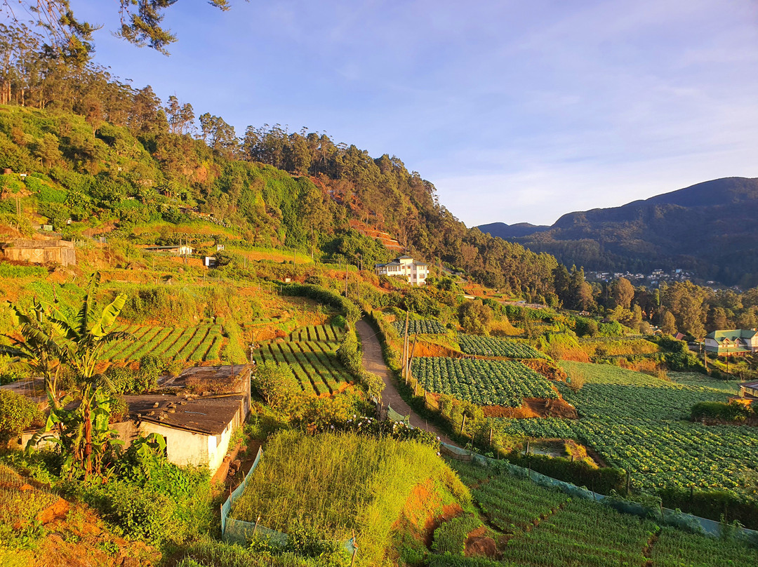 Oak Ray Summer Hill Breeze主图