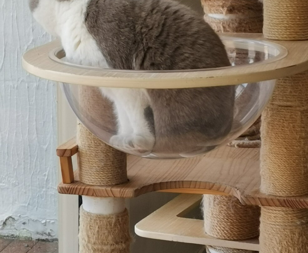 Fancy Meow Cat Cafe-罗托鲁瓦必去景点