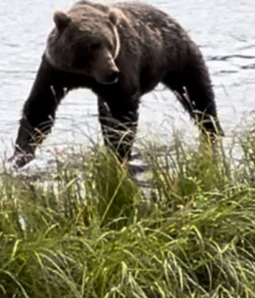 The Kodiak Life-Kodiak必去景点