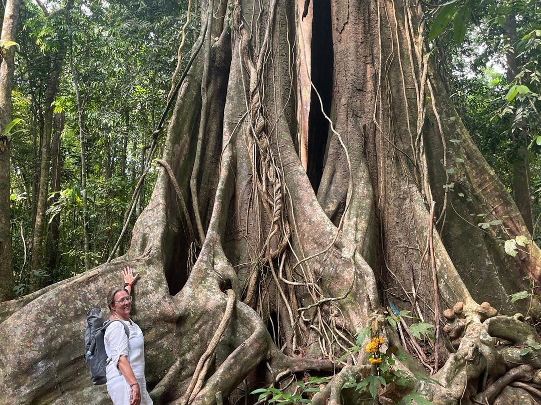 The Old Trees-阁骨岛必去景点