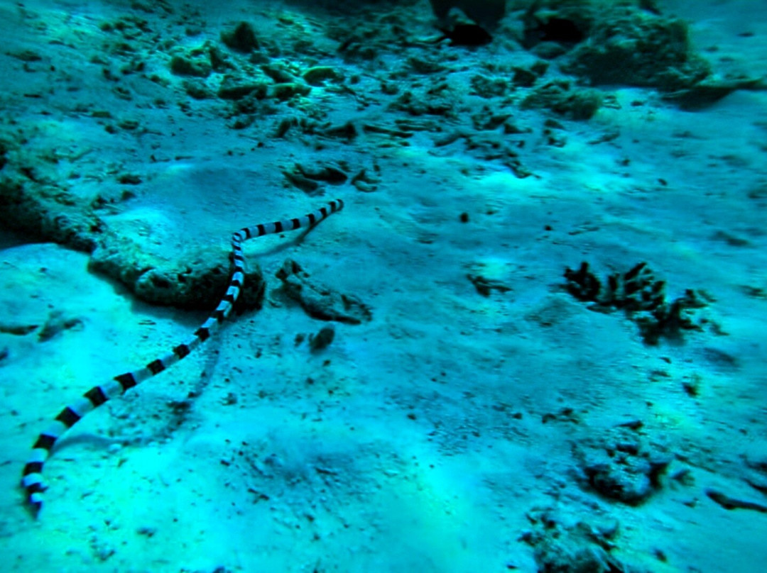 Iboih Dive Centre-Sabang必去景点