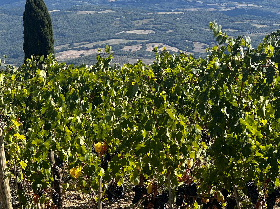Mastrojanni Winery-Castelnuovo dell'Abate必去景点