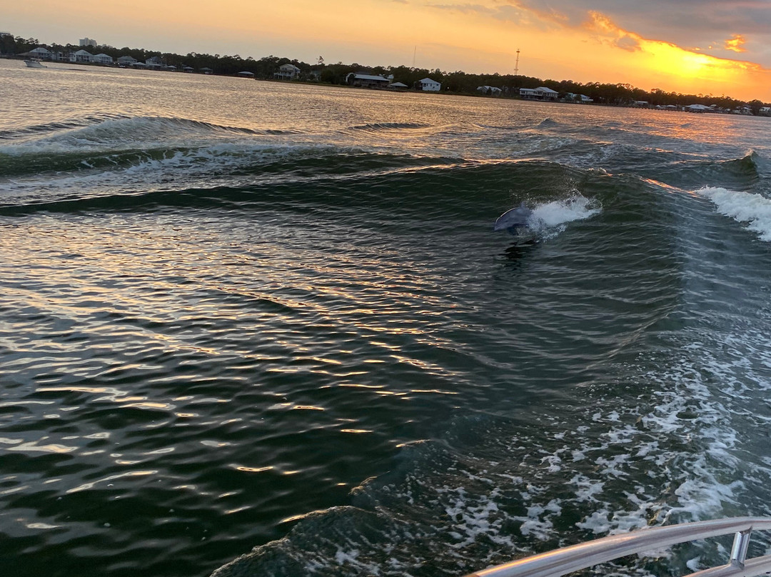 Dolphin Cruise aboard the Cold Mil Fleet-橙色海湾必去景点