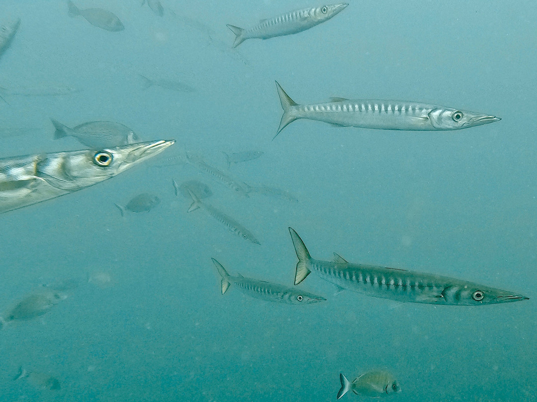 Mangamar Dive Center-Cabo de Palos必去景点