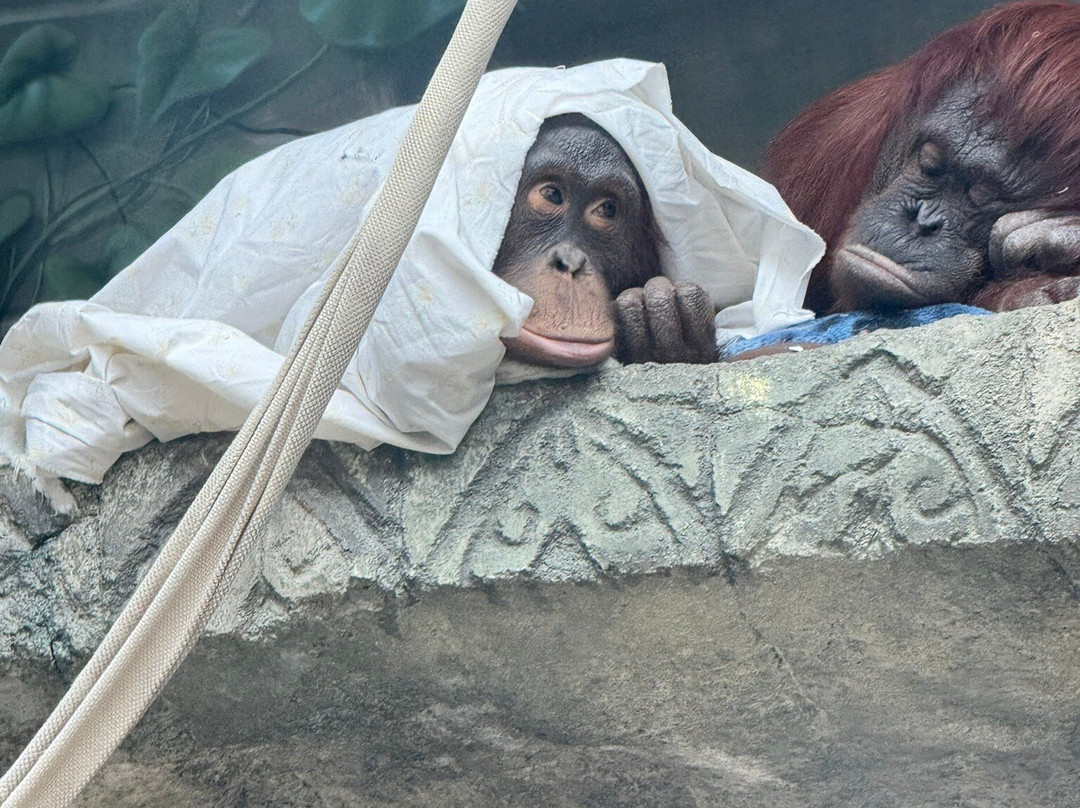 Erie Zoo-伊利必去景点