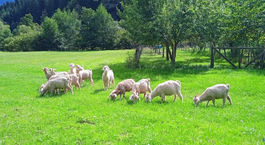 Au Mohair des Alpy