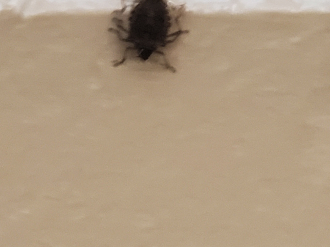 Super 8 by Wyndham Gallipolis Pt Pleasant Area主图