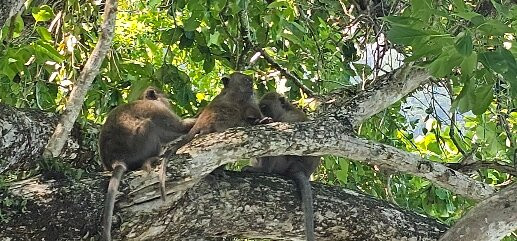 Tam Thai Sea Tours-小皮皮岛必去景点