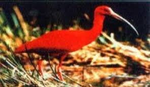 Nanan's Caroni Bird Sanctuary Tours-Caroni必去景点