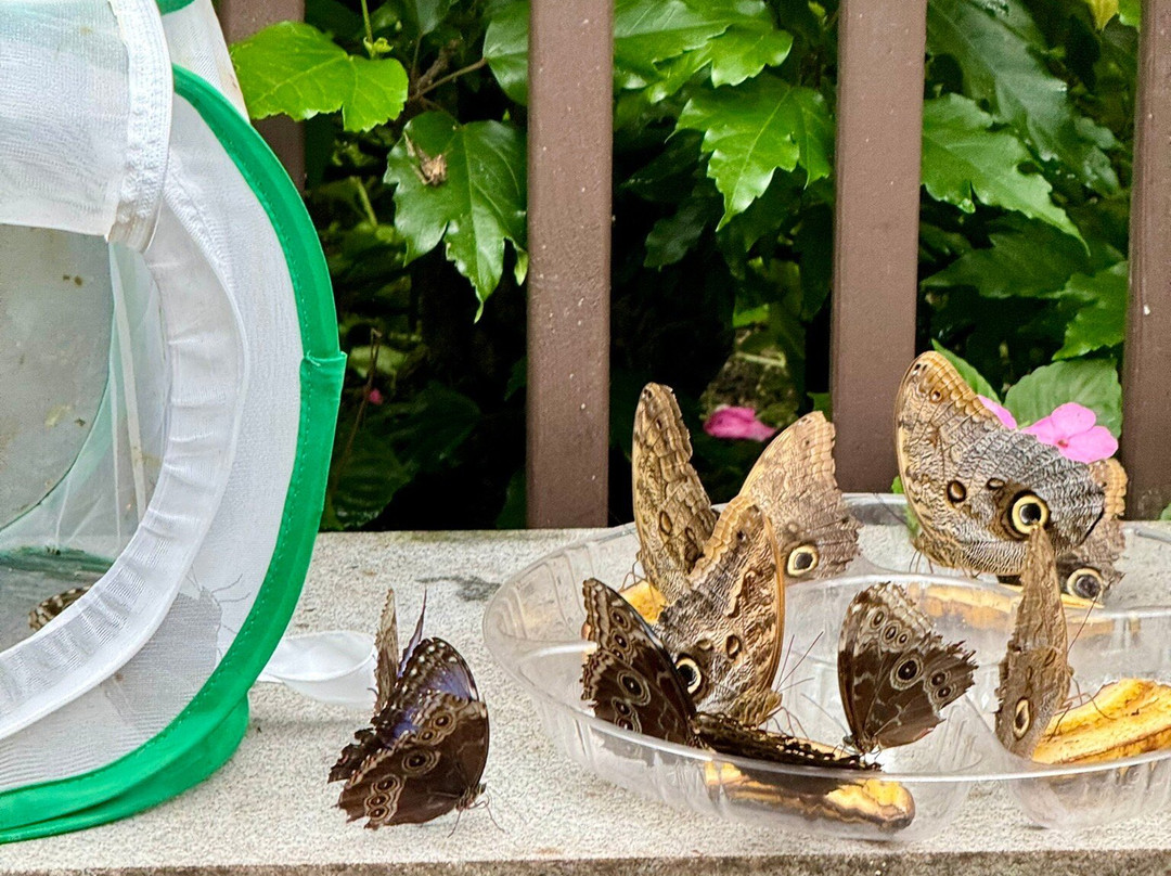 The Butterfly Place-韦斯特福德必去景点