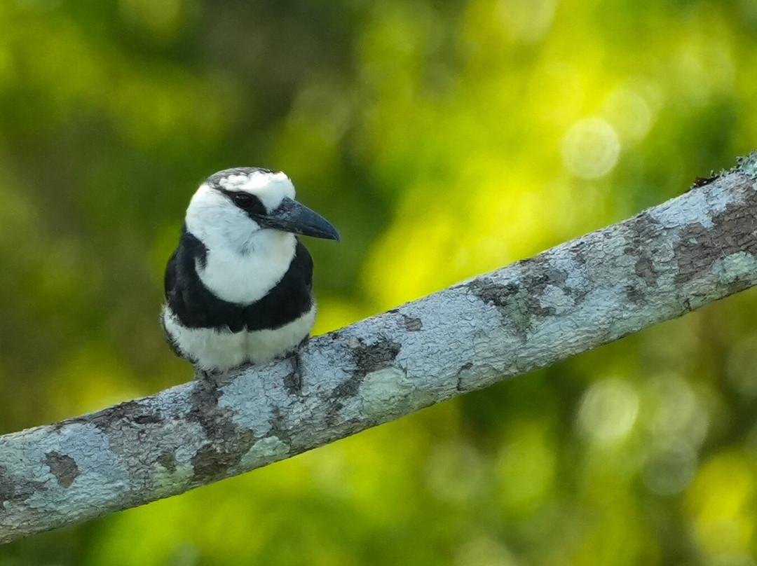 Birds of Peru Tours-马尔多纳多港必去景点