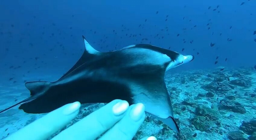 Thoddoo Diving Center-图杜岛必去景点