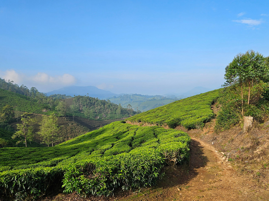Munnar Nature Trekking Adventures景点图片