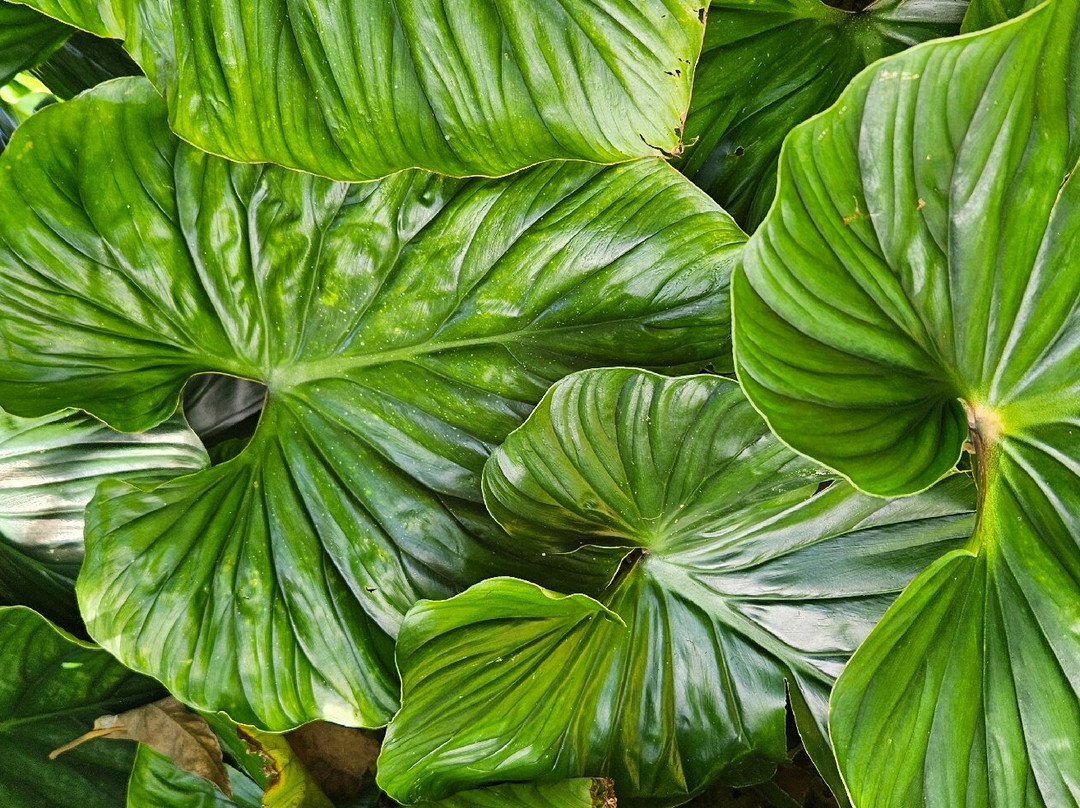 Papillote Tropical Gardens-罗索必去景点