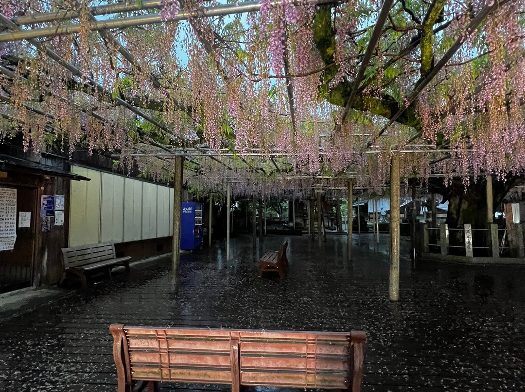 Dasai Shrine-肉粟市必去景点
