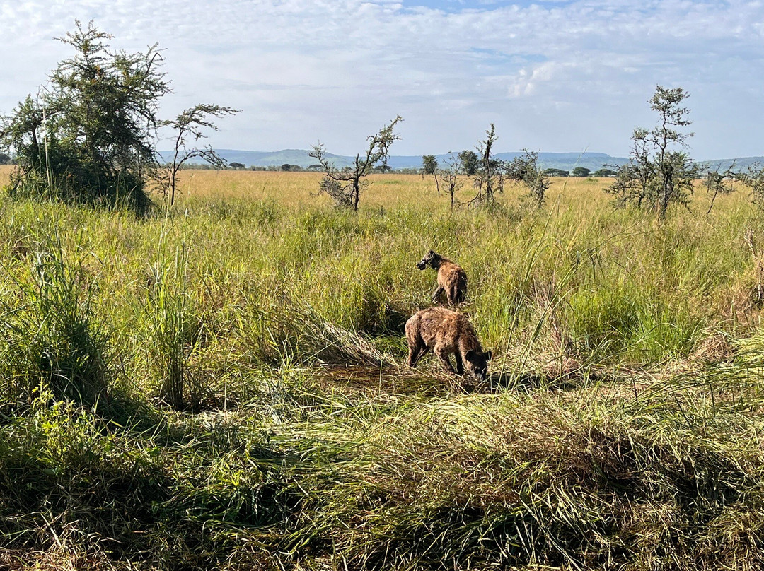 Serengeti National Park-Ikoma必去景点