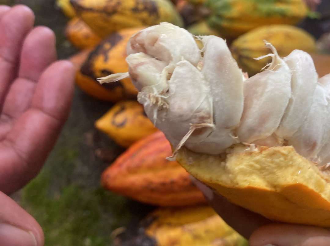 Fazenda Yrere-Ilheus必去景点