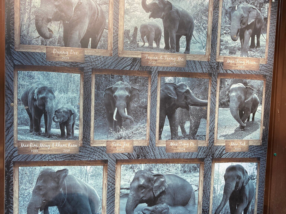 Puthawan Elephant Camp主图