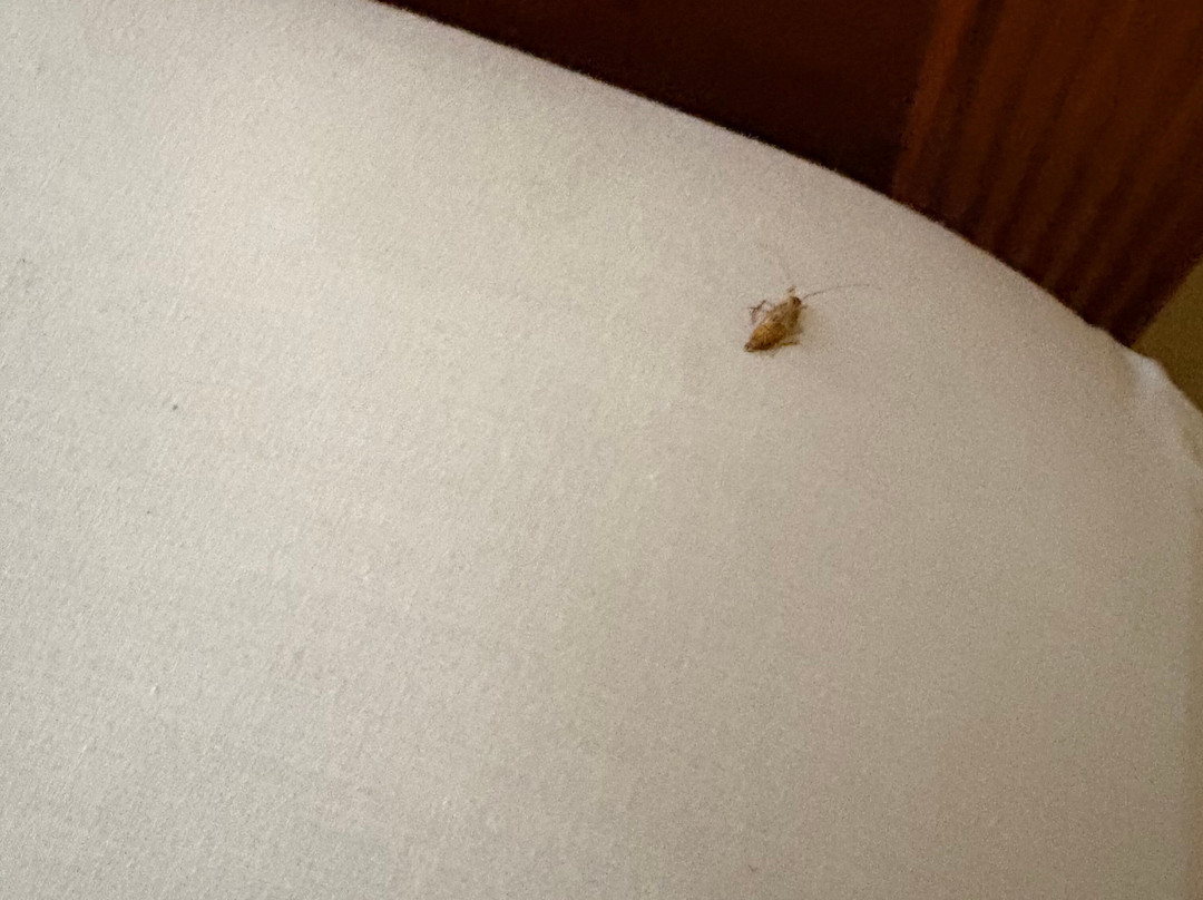 Countryside Inn & Suites主图