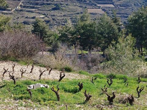 Cyprus Taste Tours - Larnaca-拉纳加必去景点