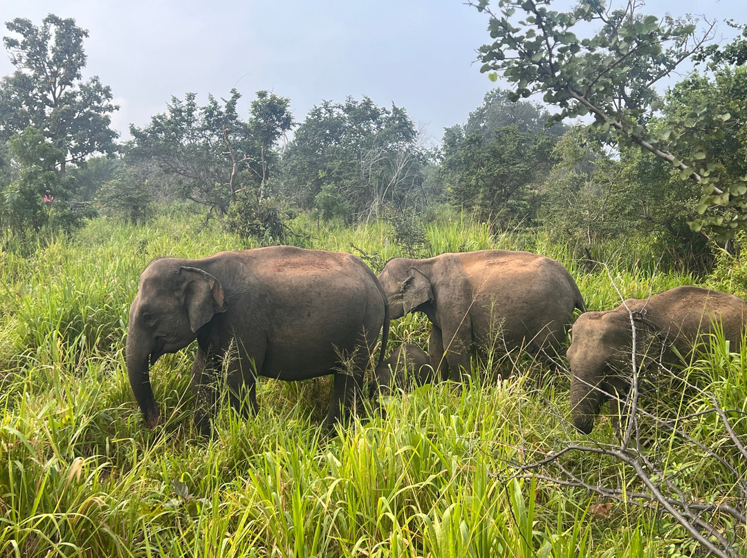 Minneriya jeep safari With Sujee-锡吉里亚必去景点