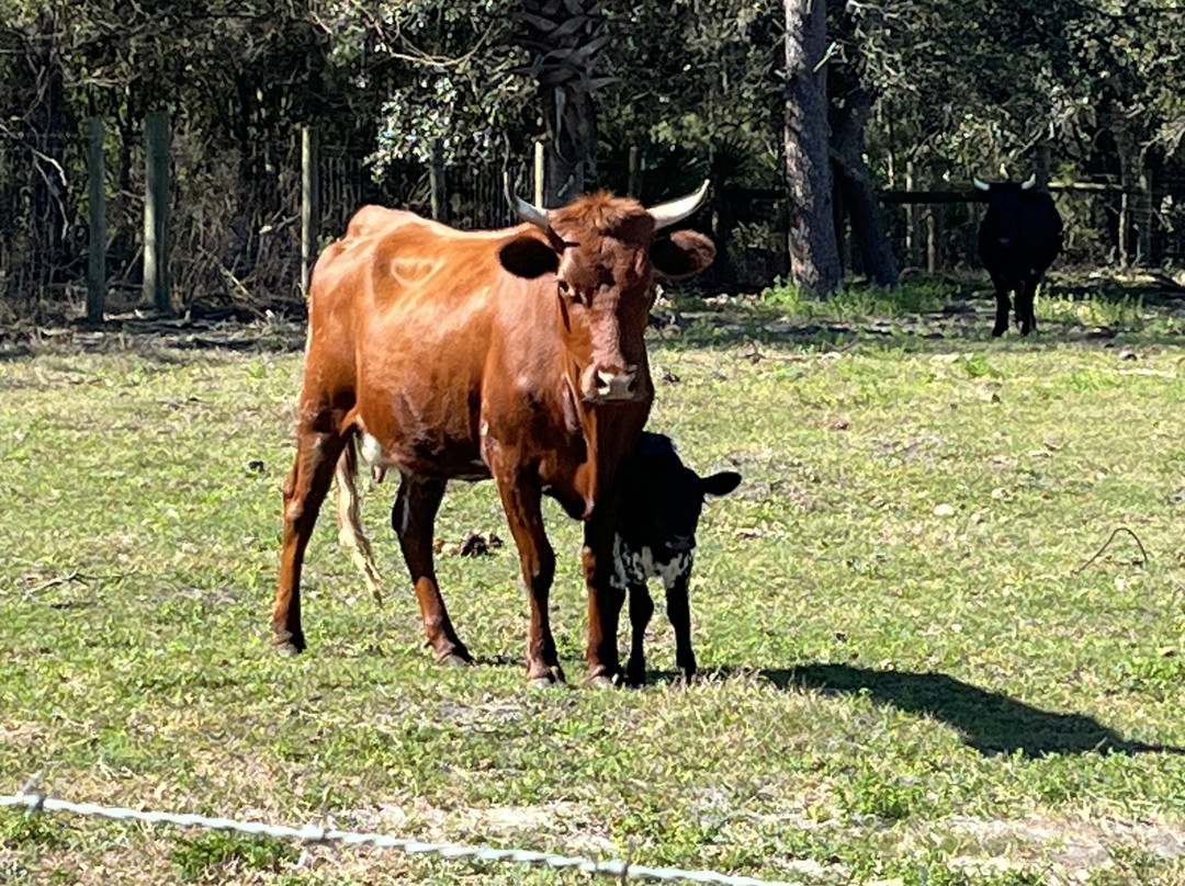 Florida Agricultural Museum-棕榈海岸必去景点